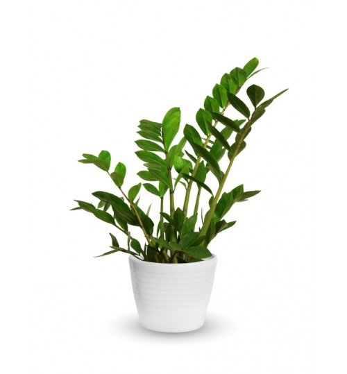 ZZ Plant - Best Looking & Ever Lasting Indoor & Desk Decor Organism with Ceramic or Glass Planter